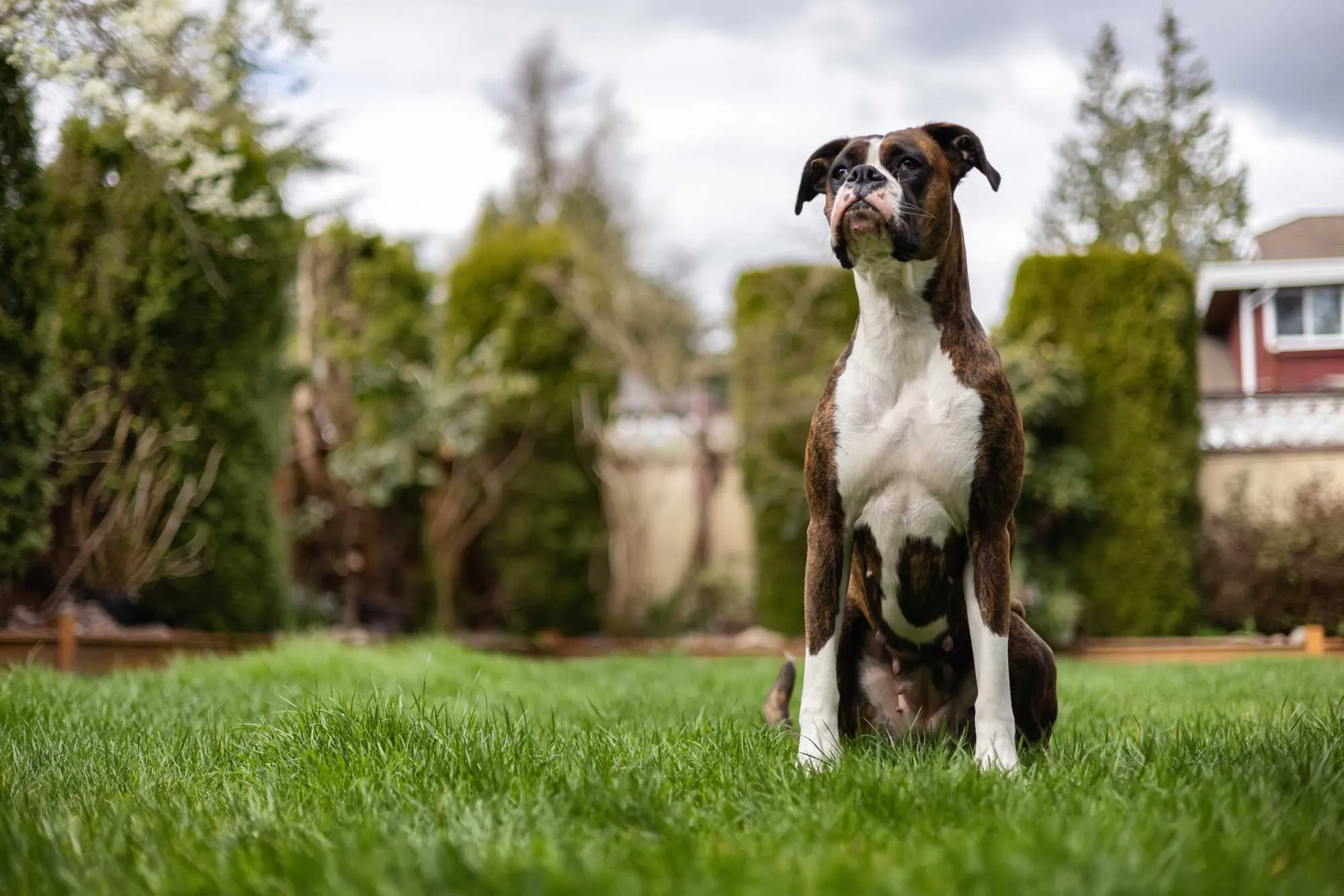 Dog sitting in a backyard.