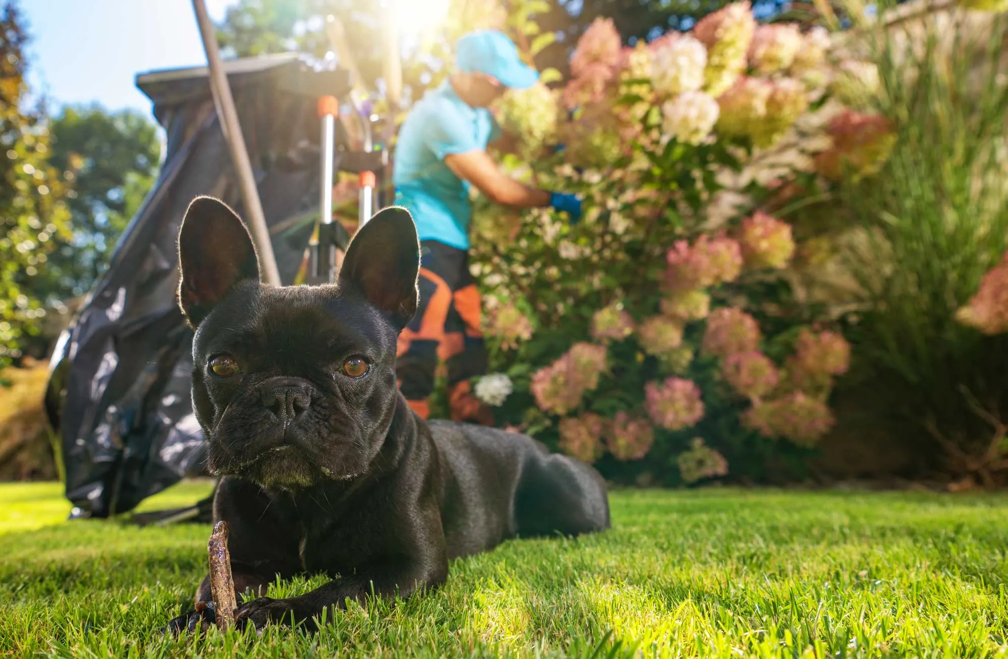 French bulldog relaxing in a clean backyard garden.
