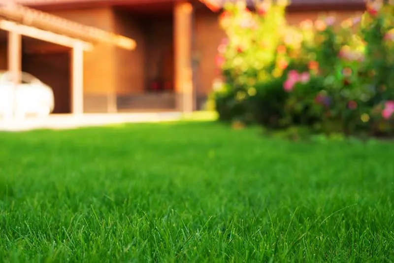 Residential lawn.